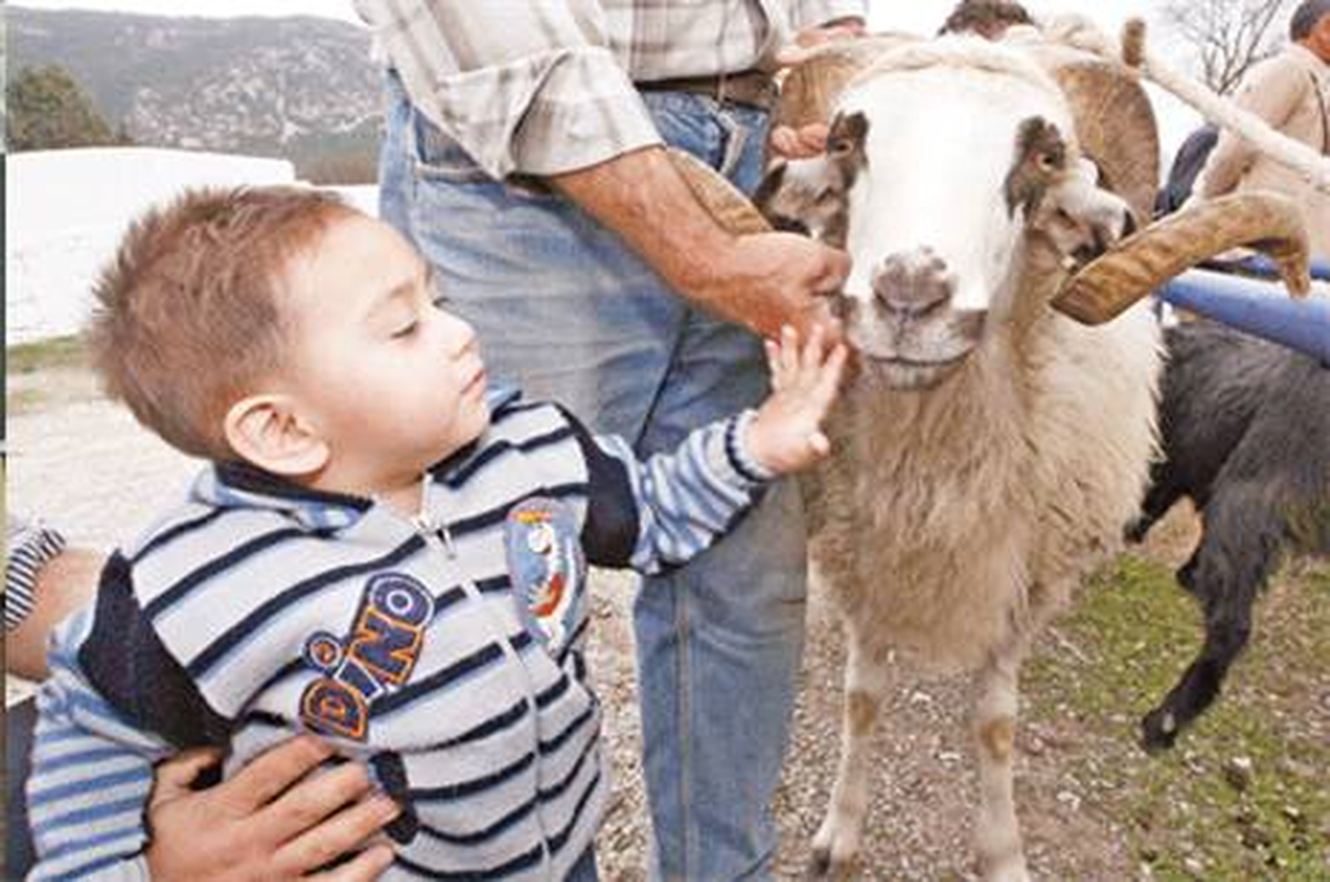 Kurban Kesimini Çocuklara İzlettirmeyin" Uyarısı