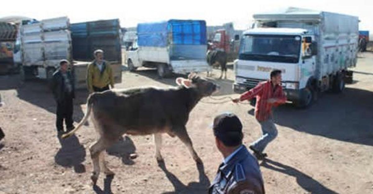 Kurban Yakalama Timi Görevde