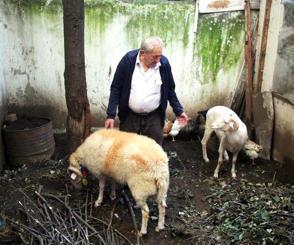 Sosyetik Koçunu Kesmeye Kıyamadı, Yeni Koç Aldı
