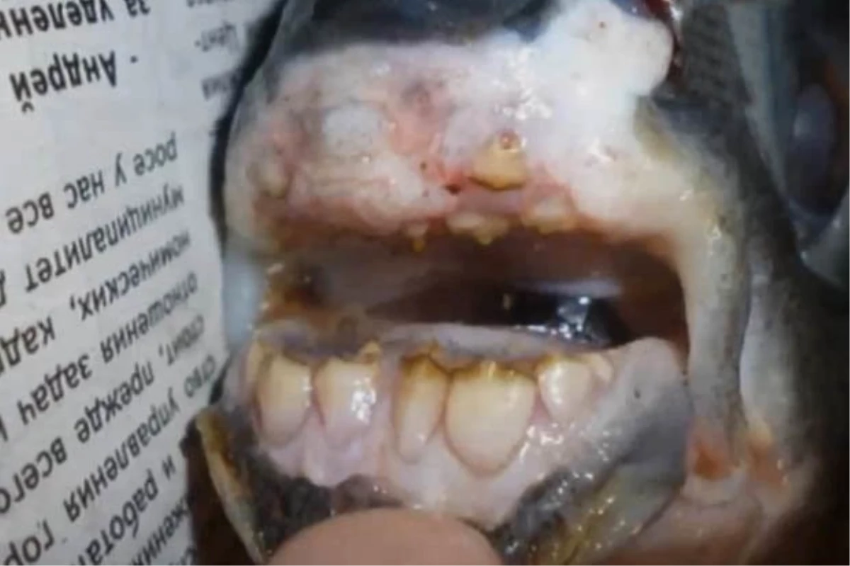 Rusya\'da İnsan Dişli Balık Yakalandı