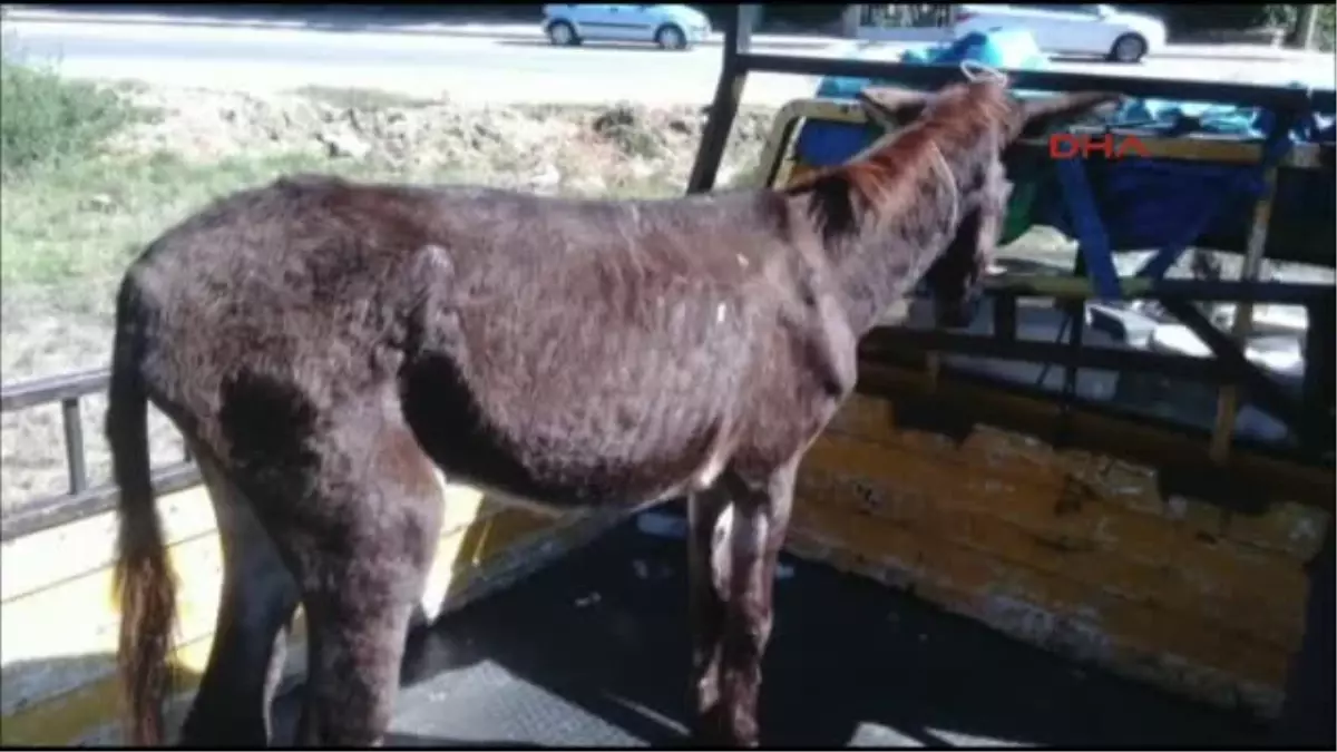 Sahipsiz Eşeği Dövüp, İşkence Yaptılar