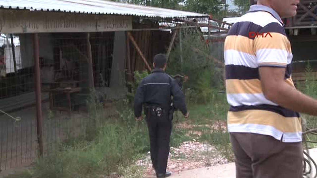 Bursa\'da Kaçan Boğayı Yakalama Operasyonu" Haberine Ek