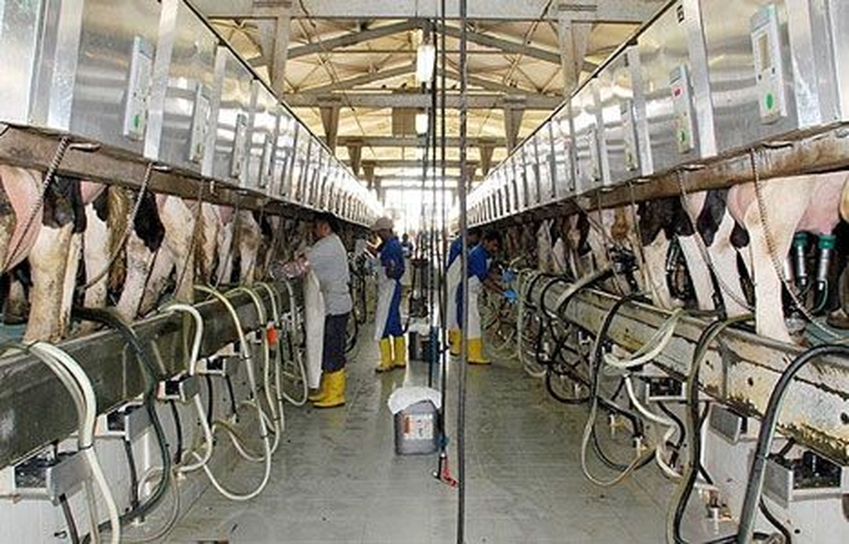 Rusya ile Süt ve Süt Ürünleri İhracatının Önü Açıldı