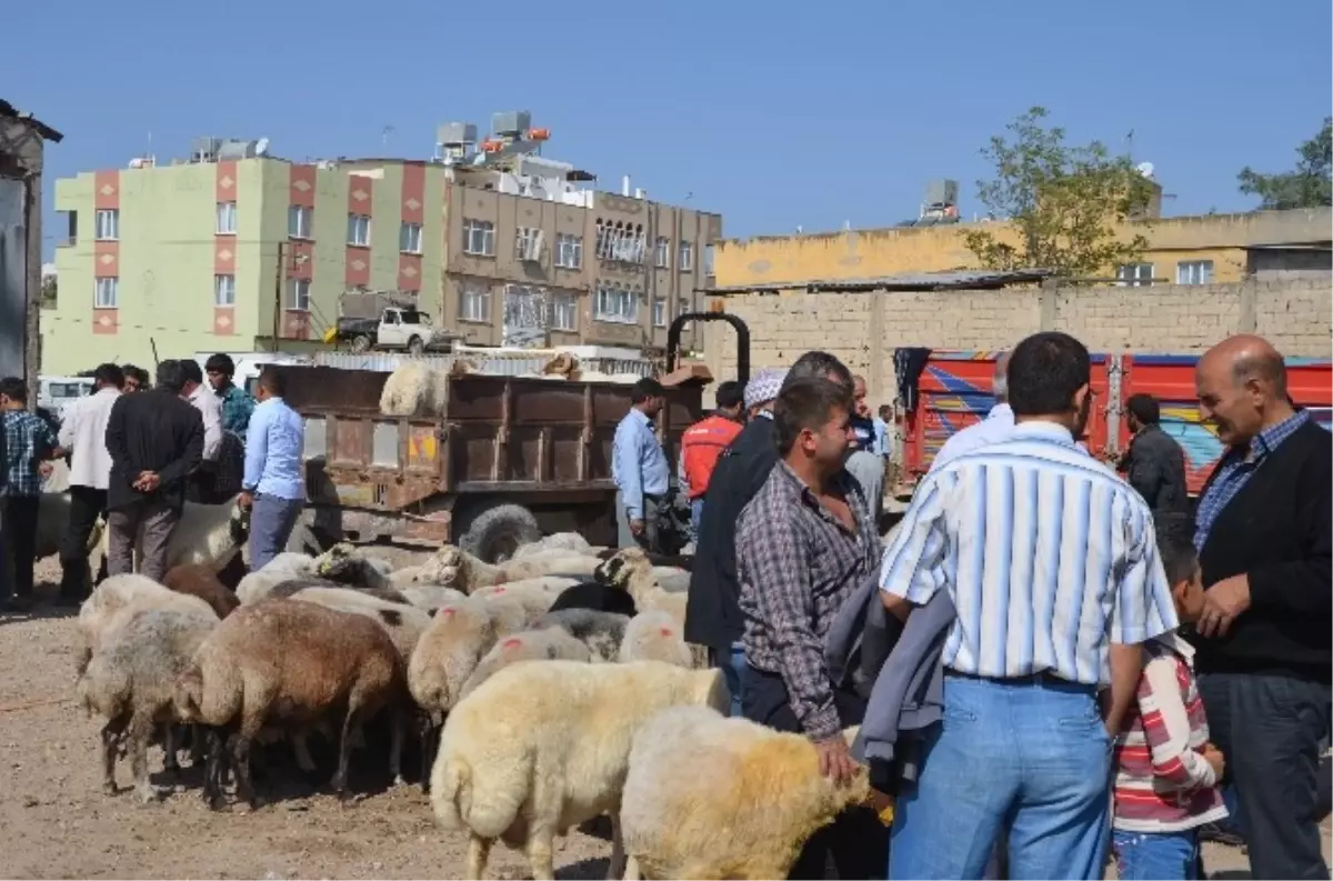 Kilisliler, Kurbanlık İçin Pazara Koştu