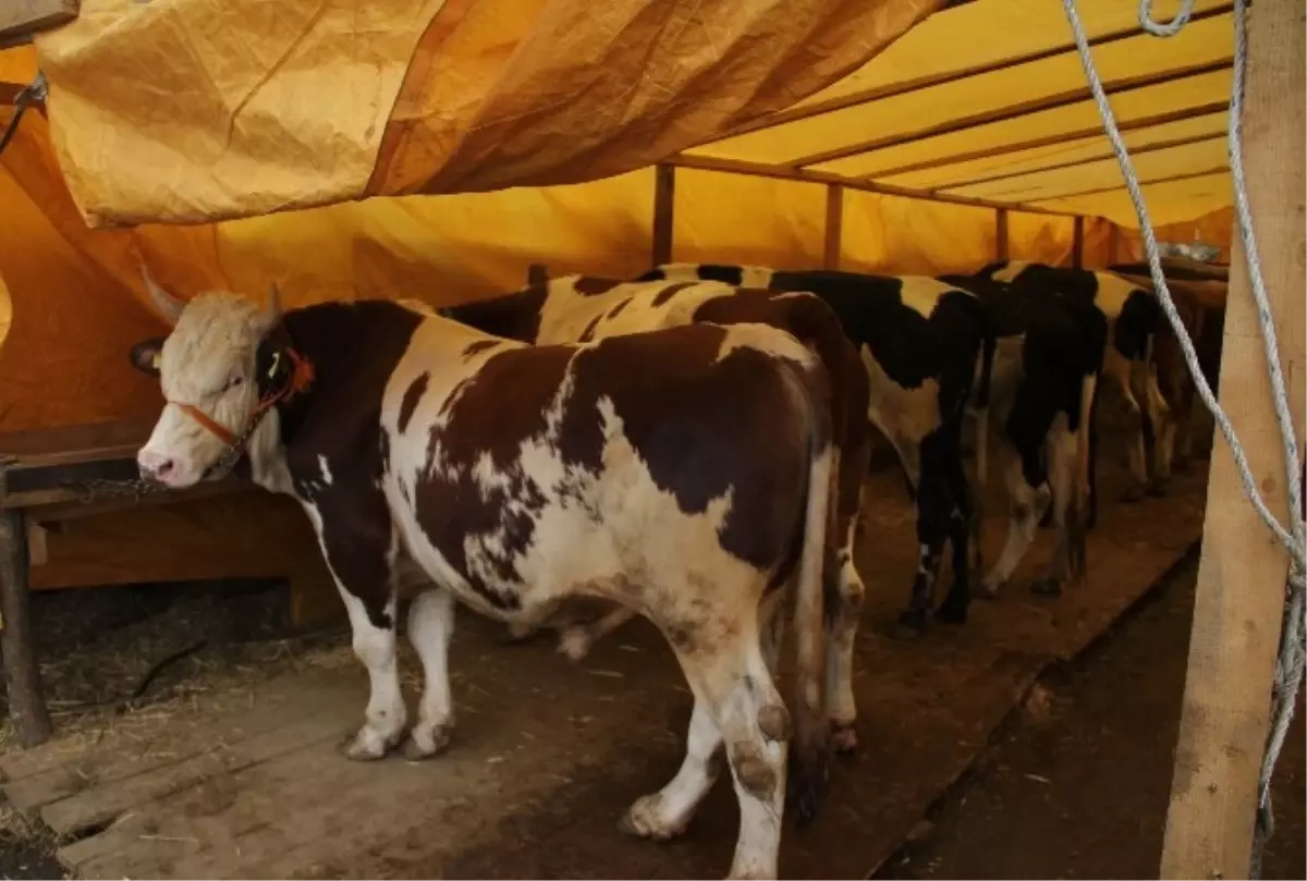 Kurban Pazarında Büyükbaş Hayvanlar Tükendi