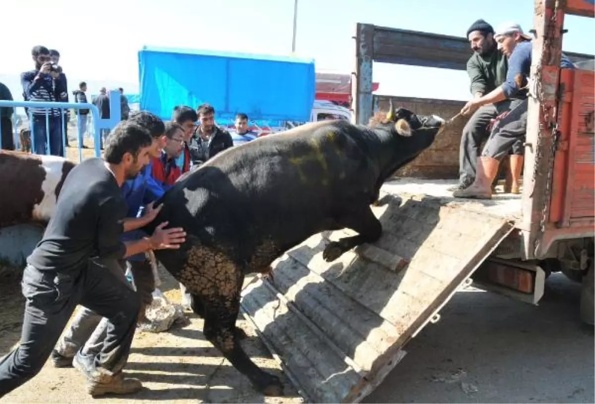 Kurban Pazarında Son Gün Yoğunluğu