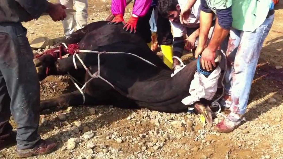 "Kurbanı Keserken Çok Dikkat Edin"