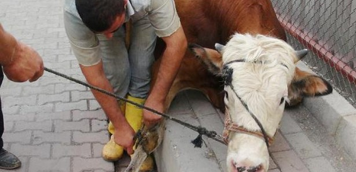 Sahibinin Elinden Kaçan Boğa 3 Kişiyi Yaraladı