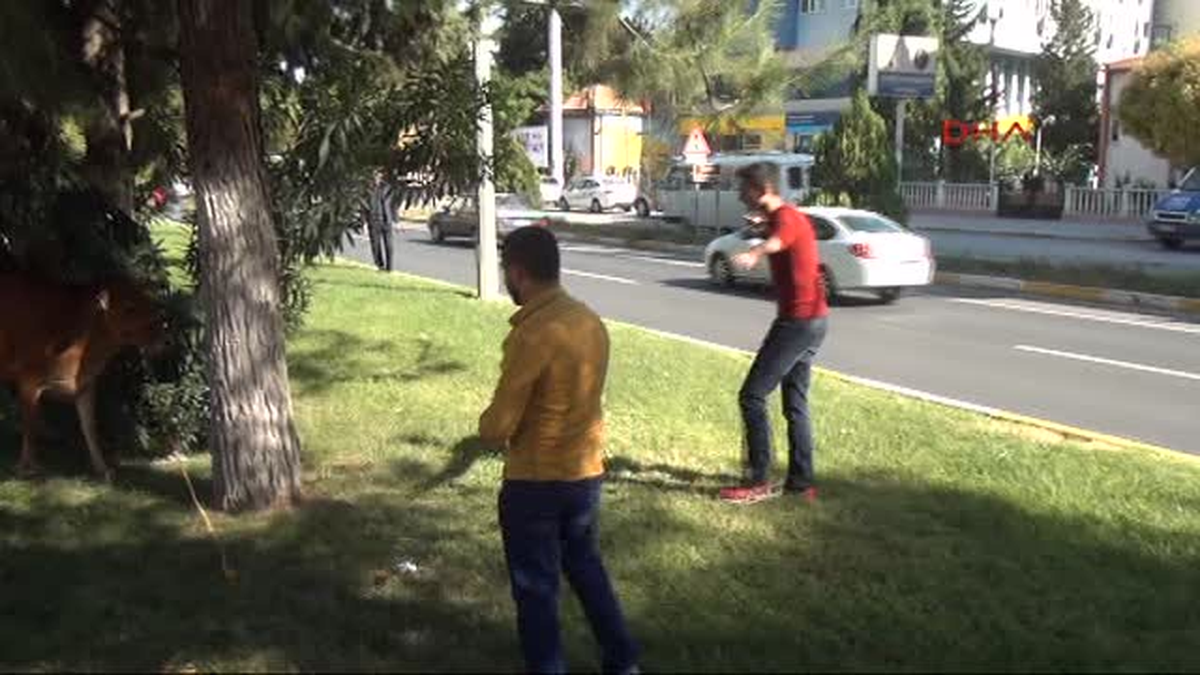 Adıyaman Sahibinin Elinden Kaçan İnek 4 Kişiyi Yaraladı