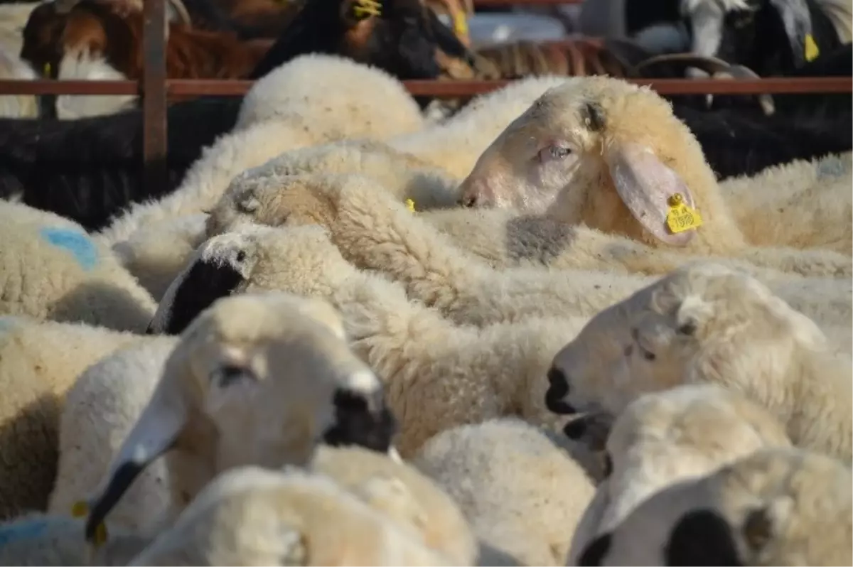 Akın, Canlı Hayvan Pazarını Ziyaret Etti