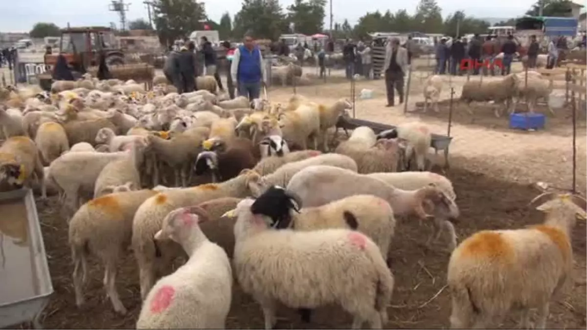 Çanakkale Kurban Satışları Besicileri Memnun Etmedi