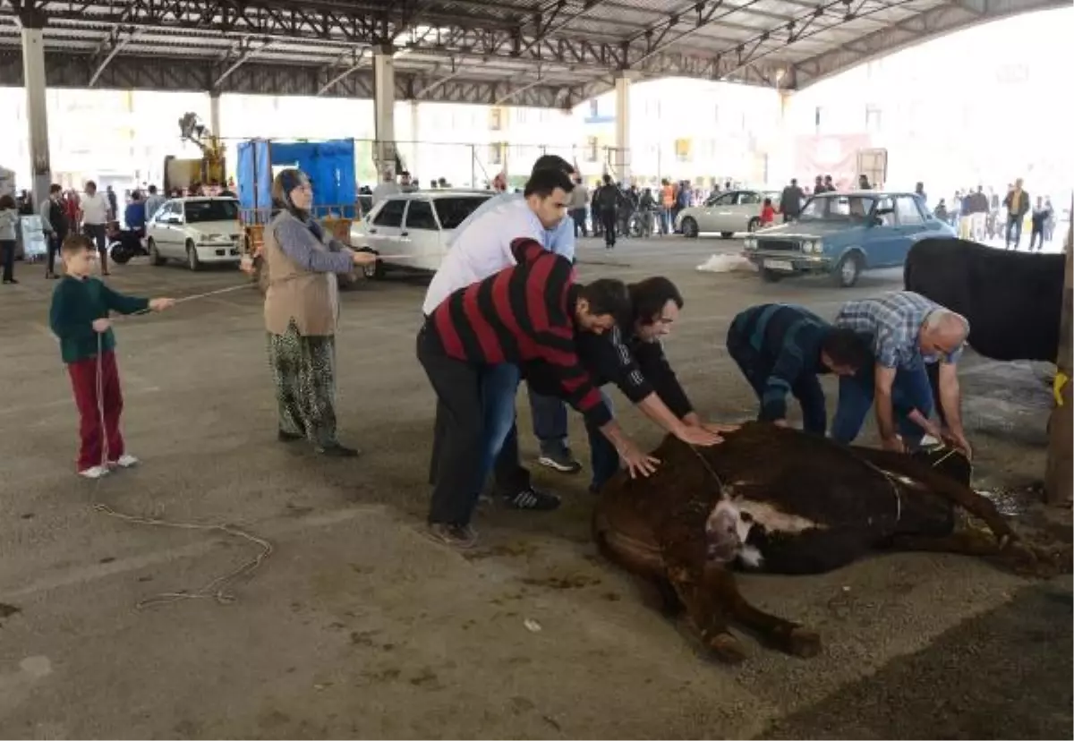 Konya\'da Çocuklar Kurban Kesimlerini İzledi