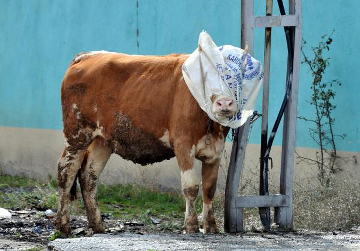 Elde Kalan Kurbanlıklar Ucuzladı