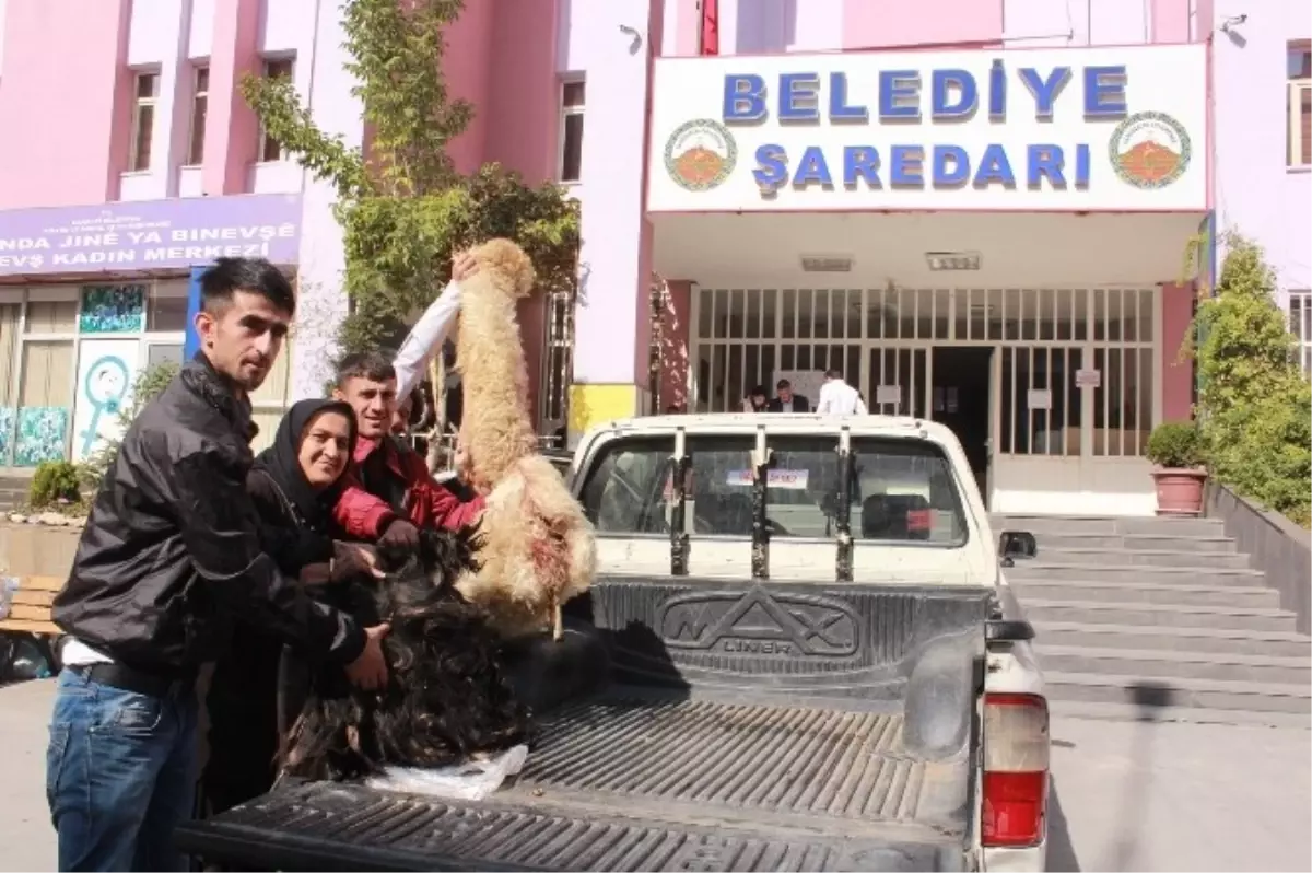 Hakkari\'de Kurban Derileri Kobani İçin Toplanıyor