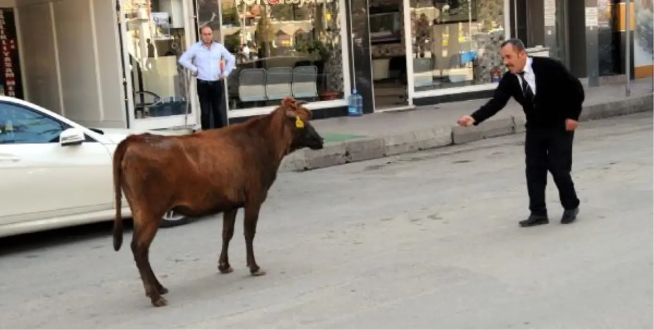 Kaçan Düve Yarım Saatte Yakalanabildi