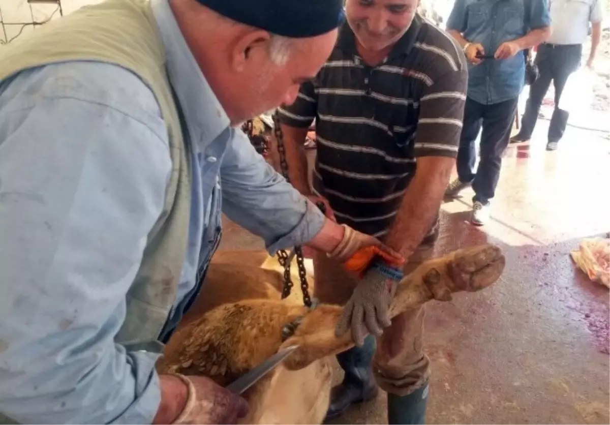 Kasap Ustaları Çelik Eldiven Kullandı