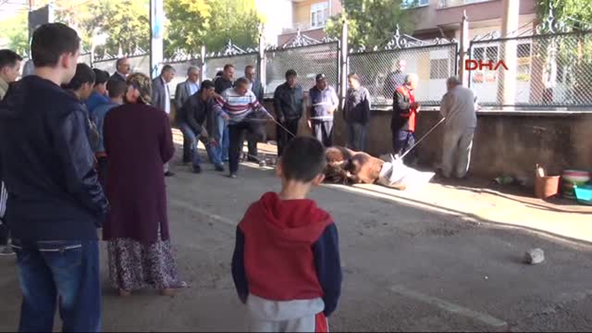Kırıkkale\' de Acemi Kasaplar İşbaşında; 161 Kişi Yaralandı