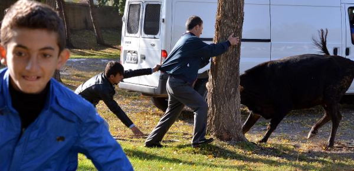 Kurbanlık Boğa Ortalığı Birbirine Kattı