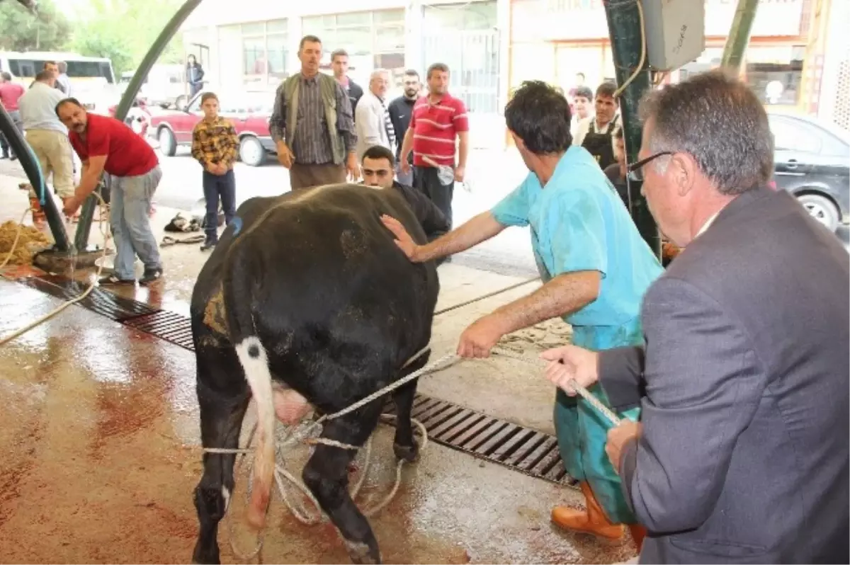 Kurbanlık Danaya Yapılan Eziyet Tepki Çekti