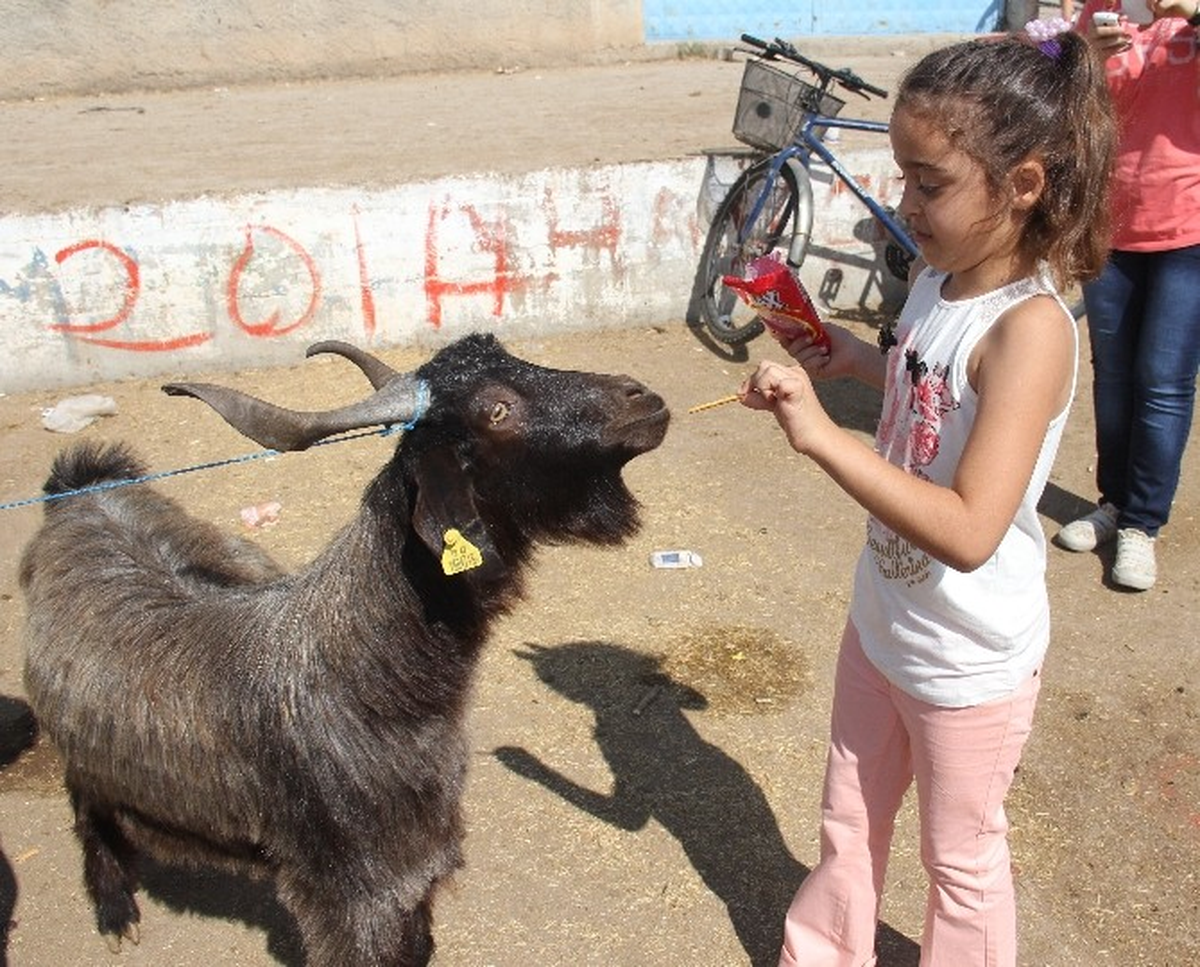 Adana\'da Kurbanlık Keçisini Çubuk Krakerle Besledi