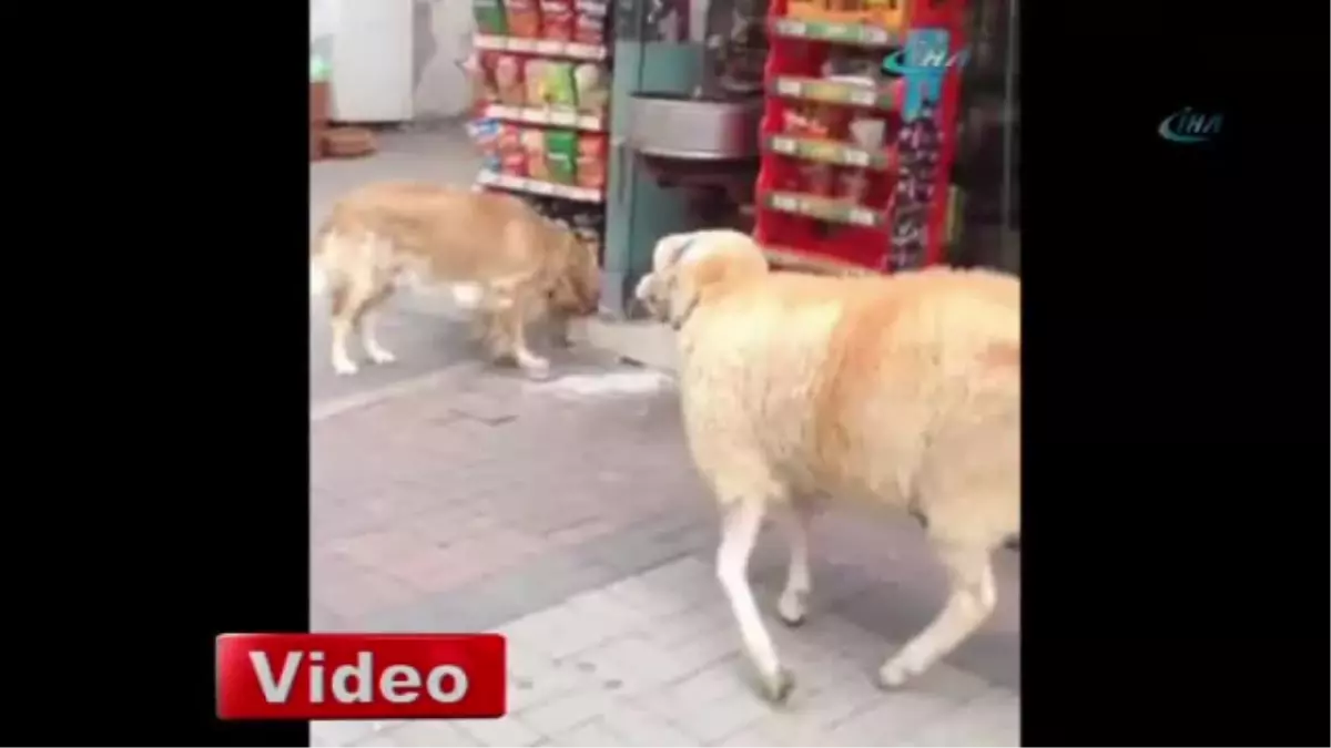 Kurbanlık Koç, Köpeği Böyle Kovaladı