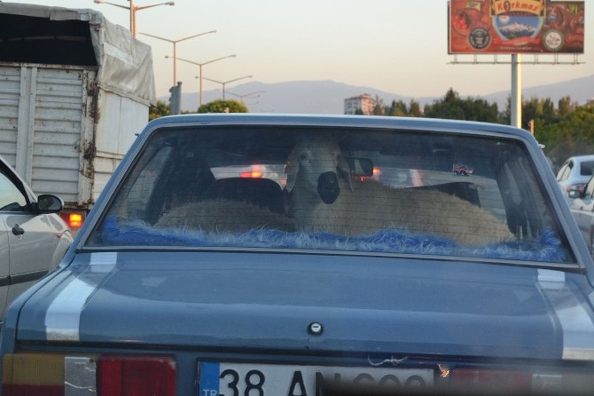 Kurbanlıklarını Otomobiliyle Taşıdı, Görenleri Şaşırttı