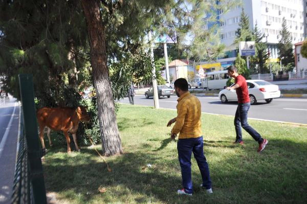 Sahibinin Elinden Kaçan İnek 4 Kişiyi Yaraladı