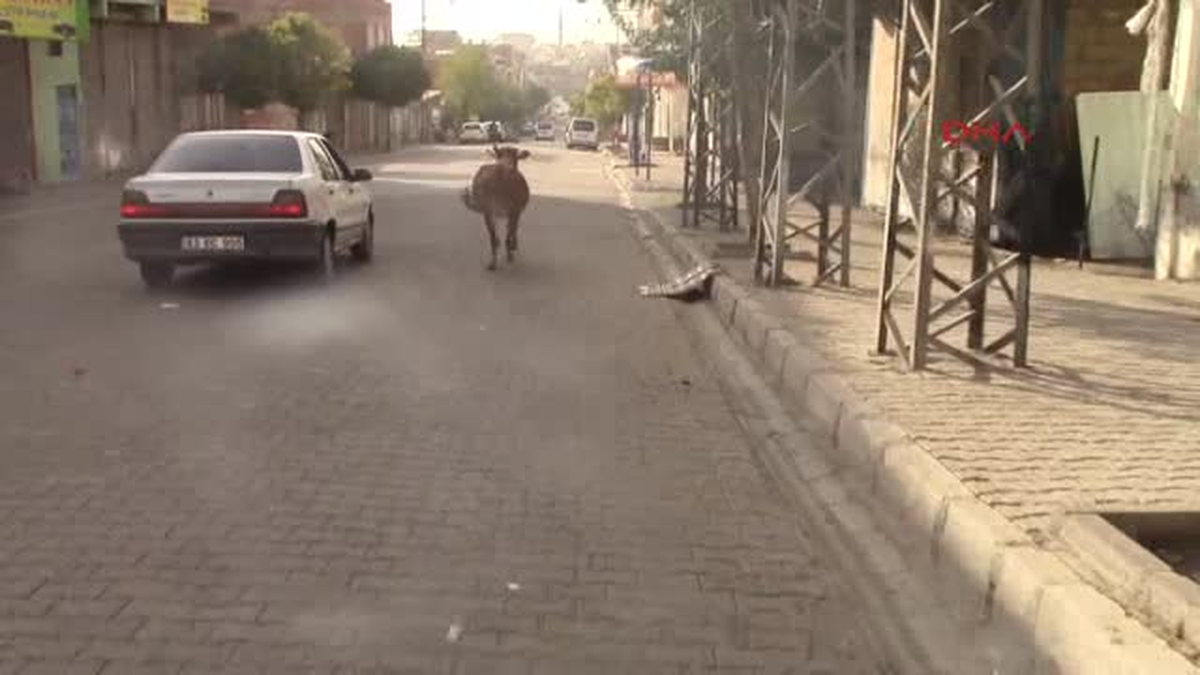 Şanlurfa- Siverek\'te Kaçan Dana Zor Anlar Yaşattı