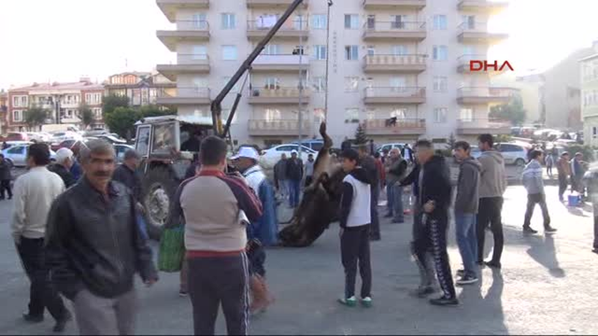Sivas\'ta Kurban Manzaraları