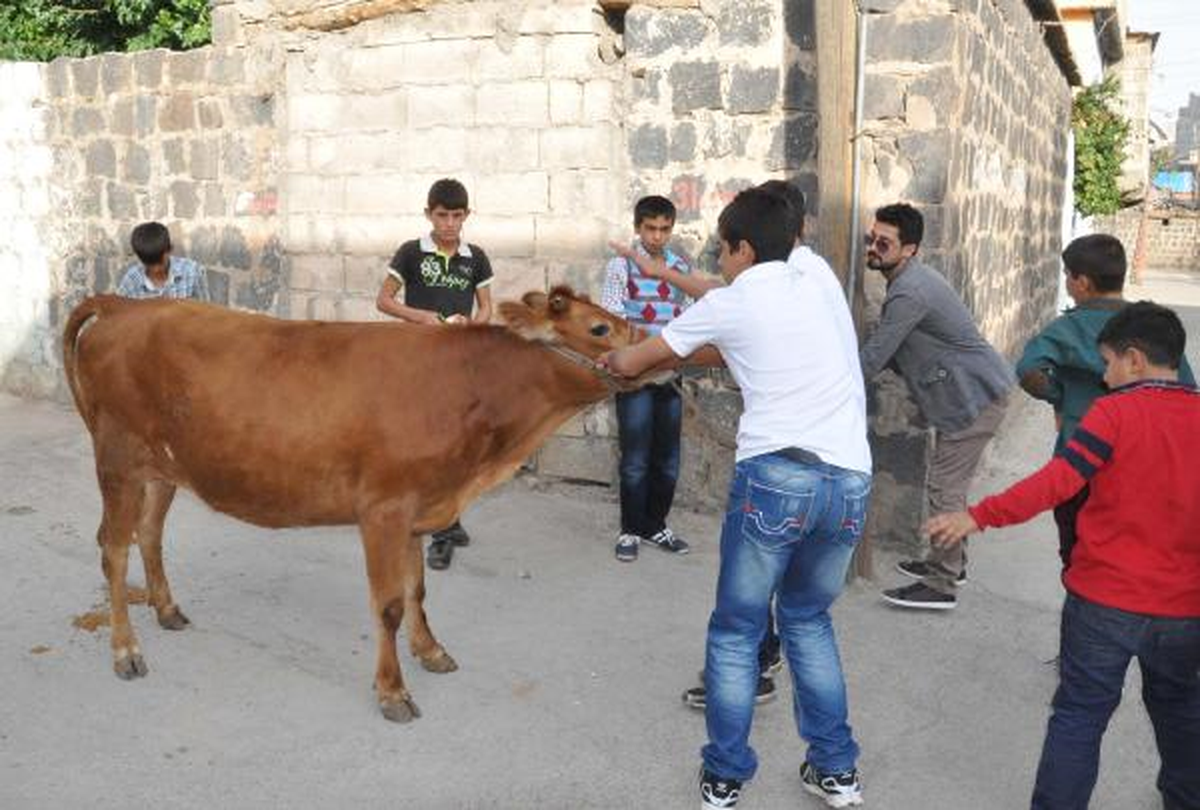 Siverek\'te Kaçan Dana Zor Anlar Yaşattı