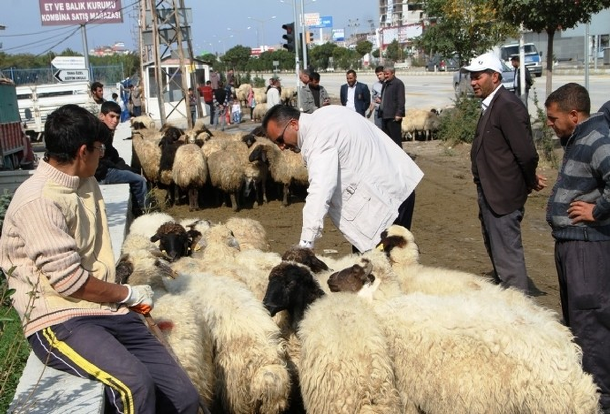 Van\'da Kurbanlıklar Elde Kaldı