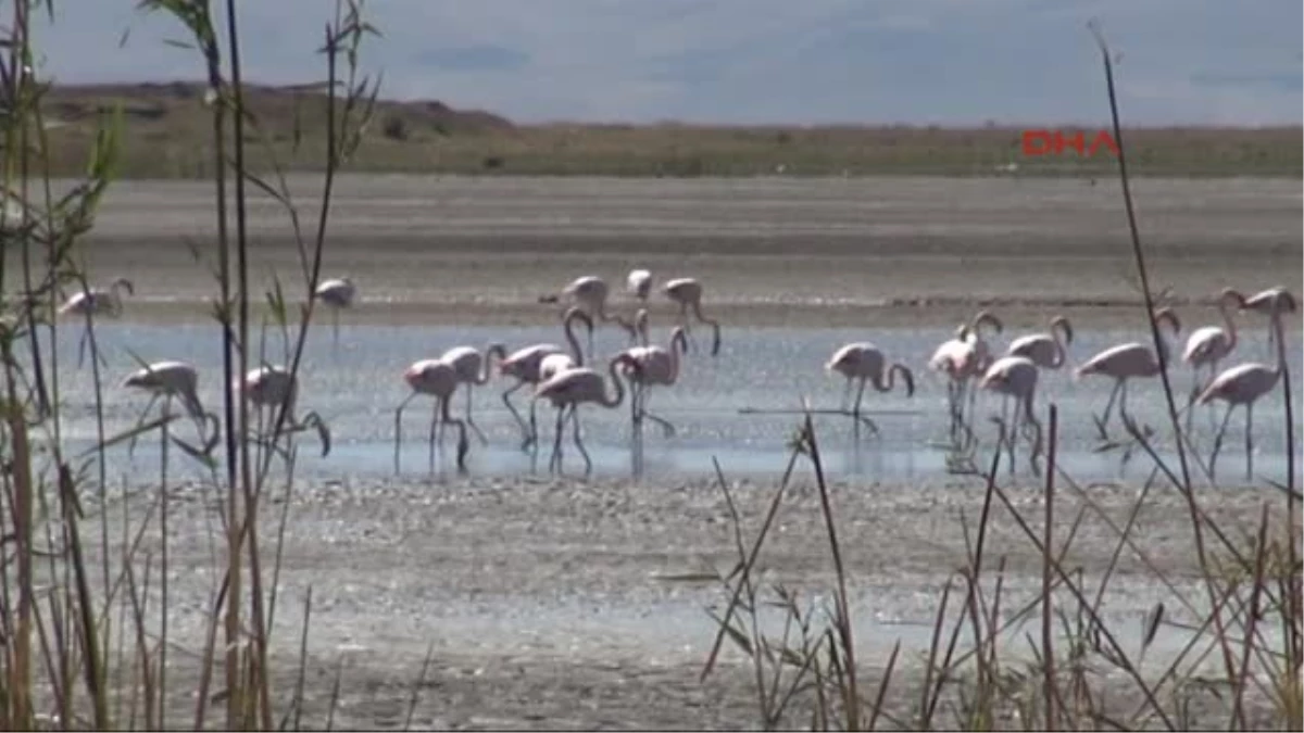 Van Kuraklık Flamingolara Yaradı