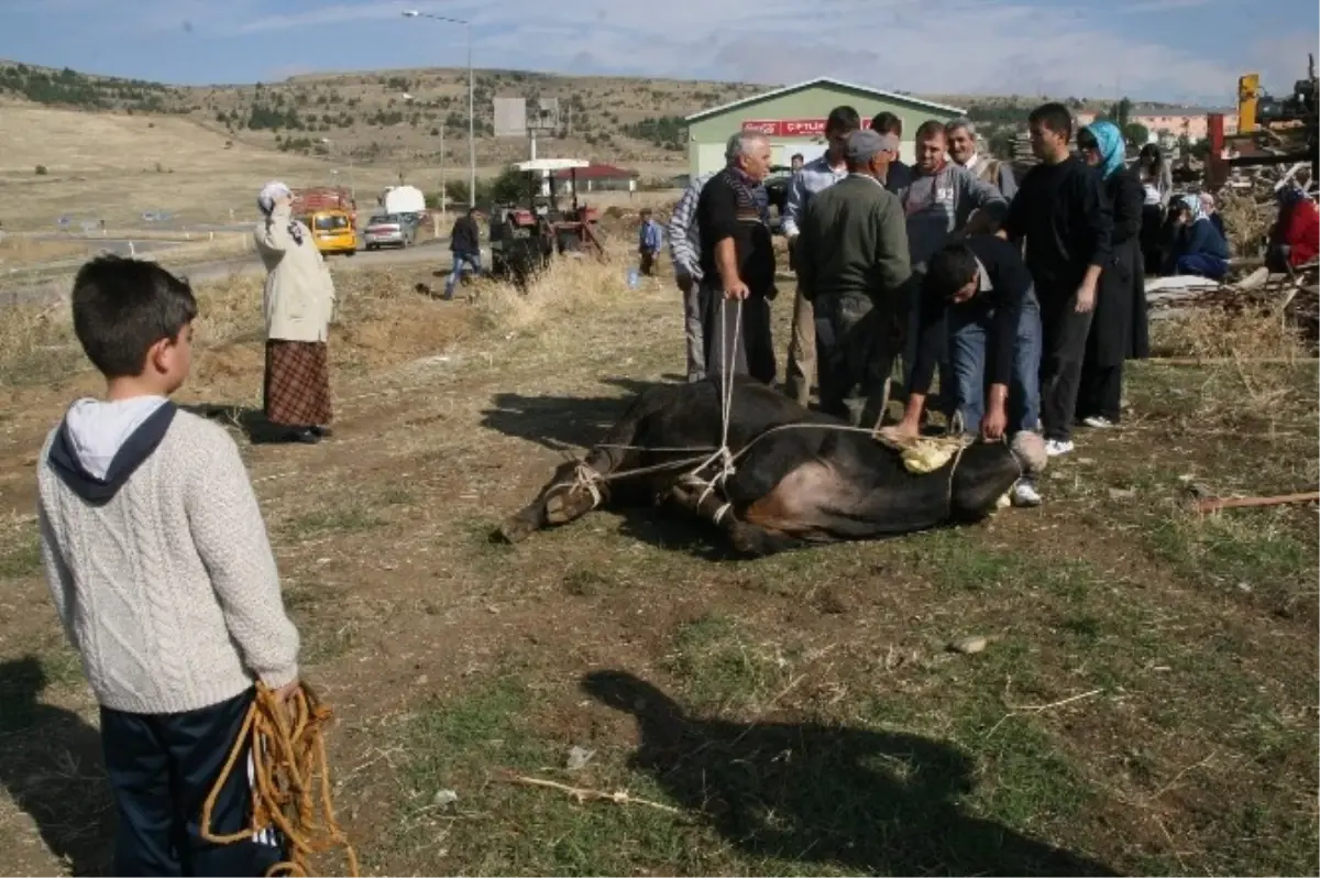 Yozgat\'ta Kurbanlık Boğa Kaçtı