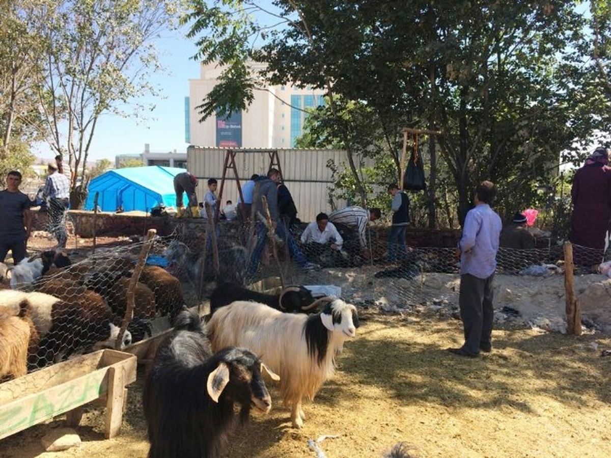 Elazığ\'da Bayramın İkinci Gününde Kurban Kesimi Devam Etti