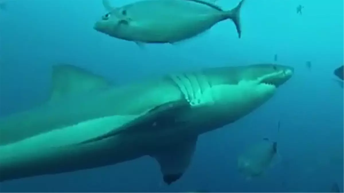 Köpekbalığı Köpekbalığına Karşı!