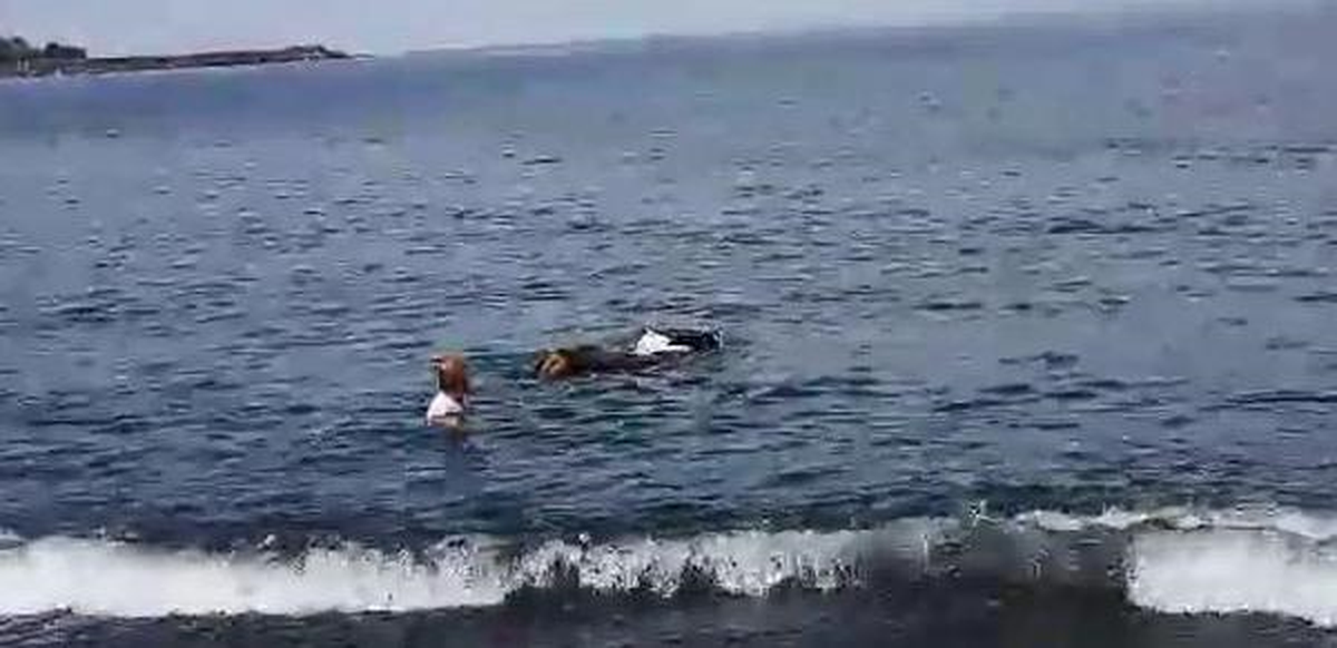 Kurbanlık Boğa Denize Kaçtı, 2 Kişiyi Yaraladı