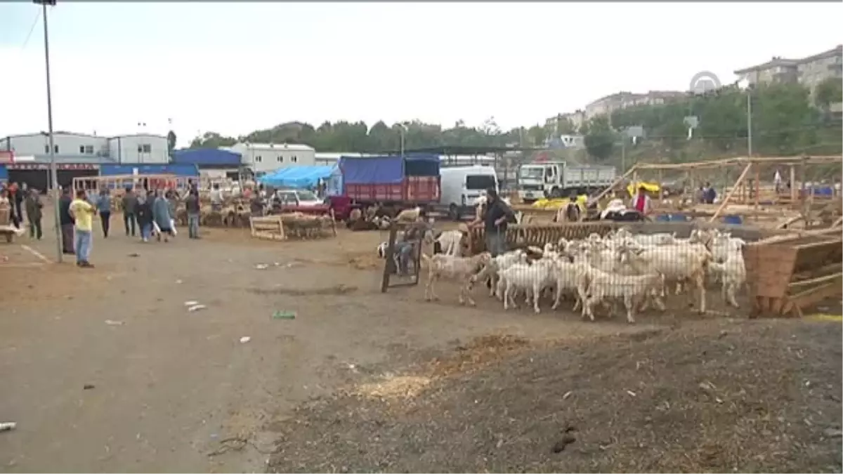 Bayramın Üçüncü Gününde Kurban Satışı