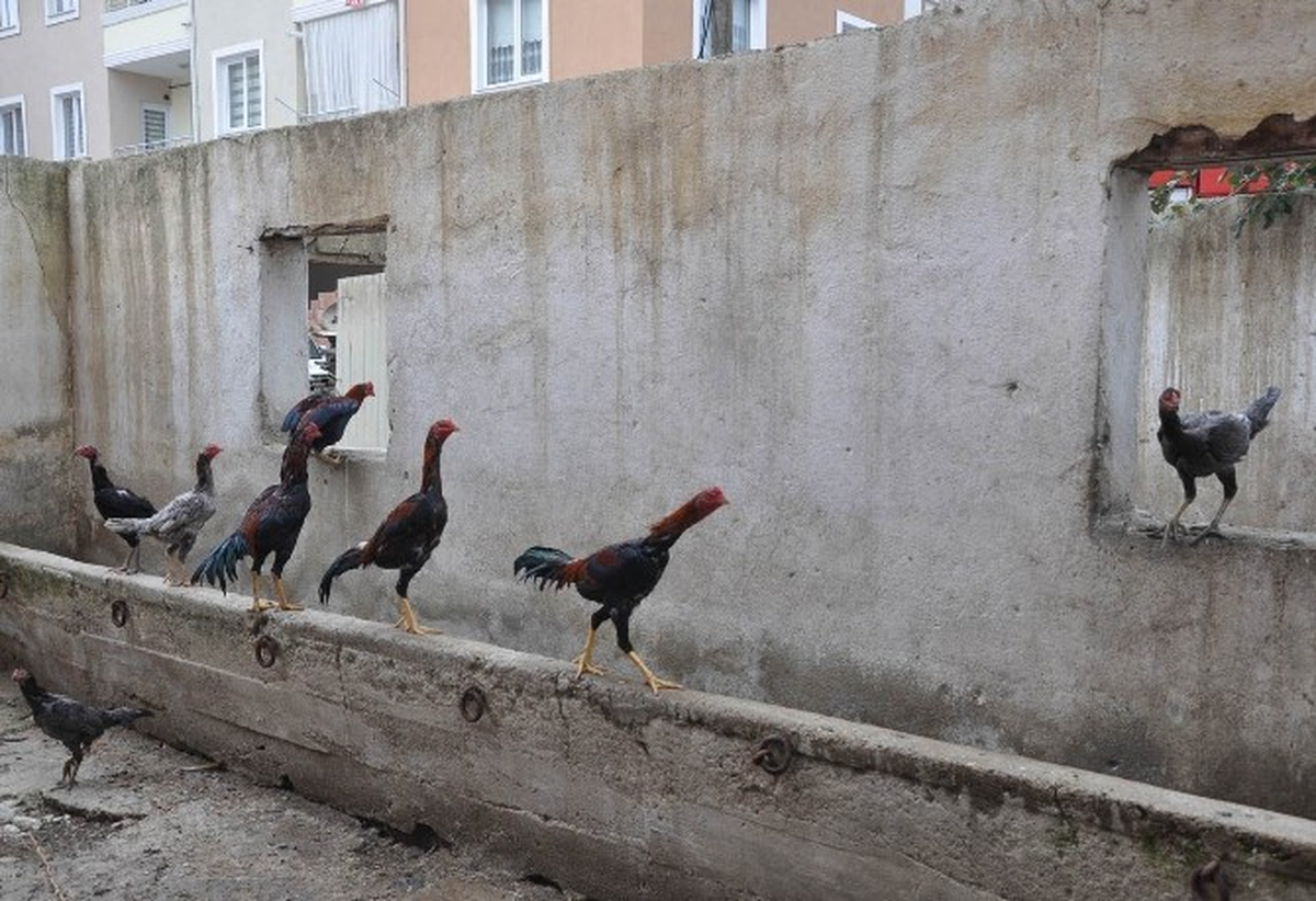 İnegöl\'de Dövüş Horozları Yangında Telef Oldu