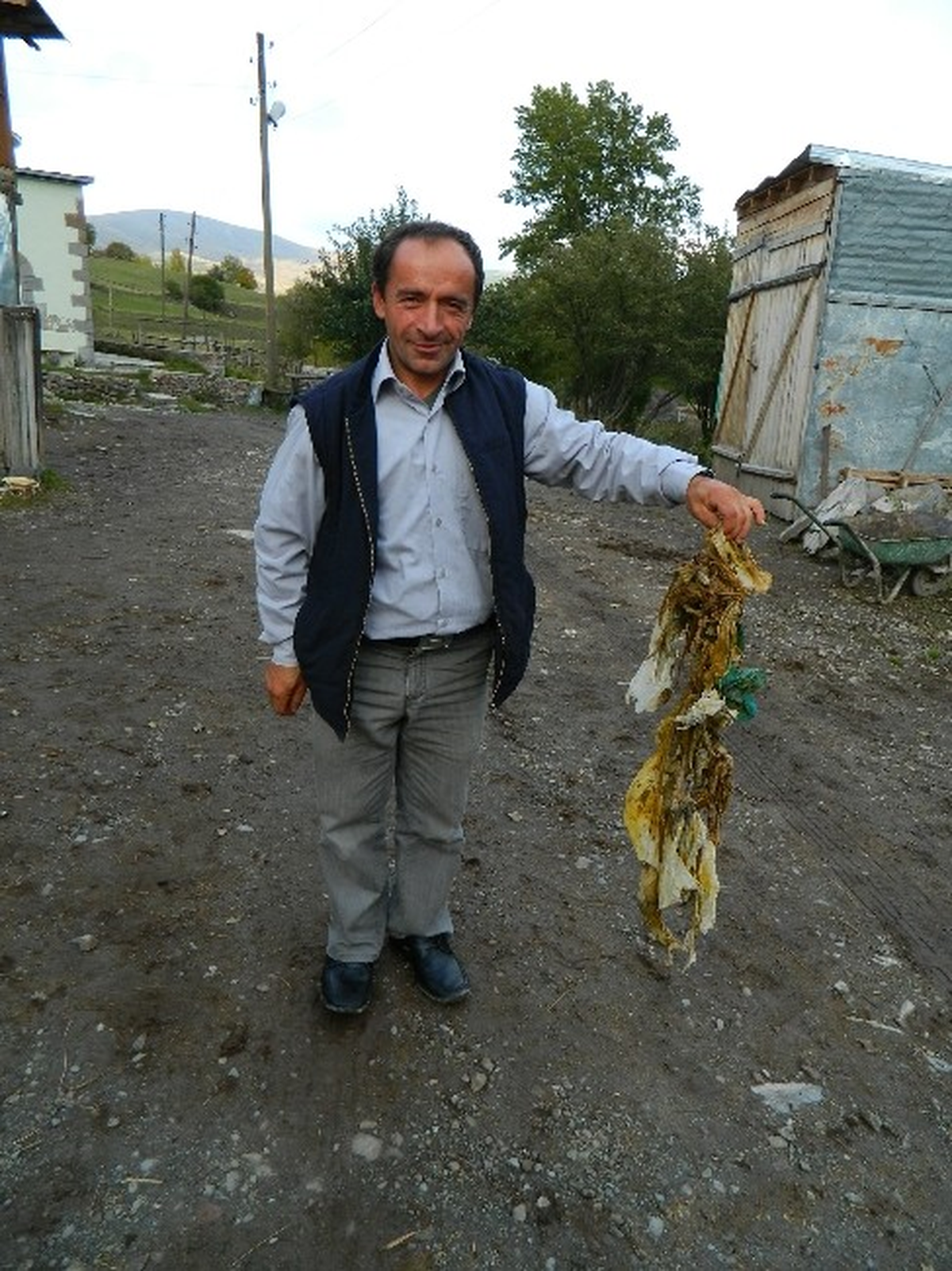 Posof\'ta Kurbanın Karnından Çıkan Görenleri Şaşırtıyor
