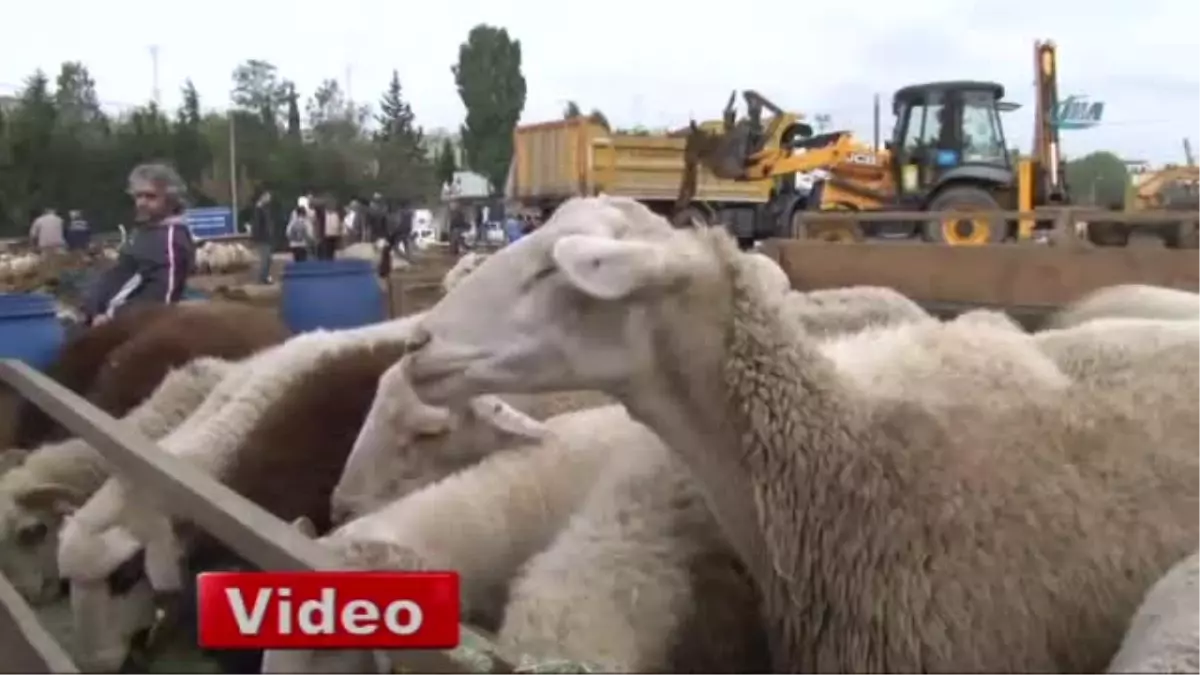 Kurbanlıkları Ellerinde Kalan Satıcılar Memleketlerine Dönüyor