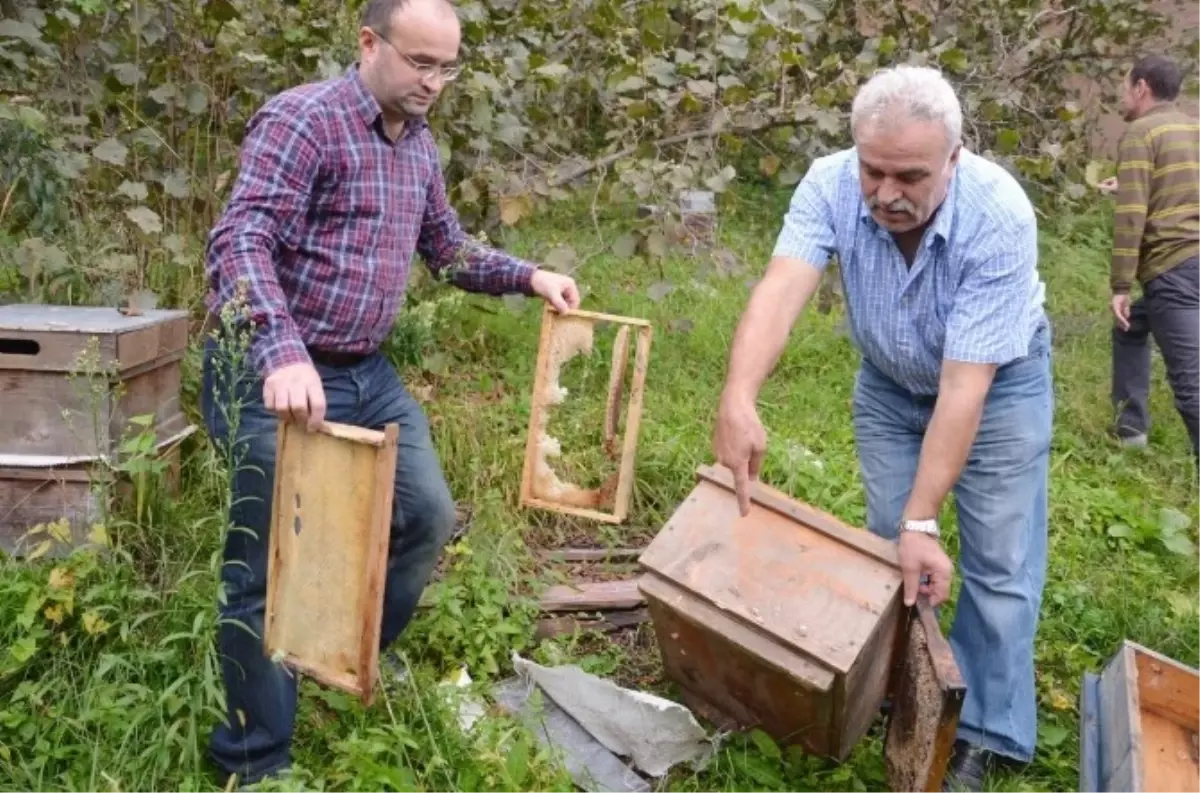 Ayı Arı Kovanlarına Zarar Verdi