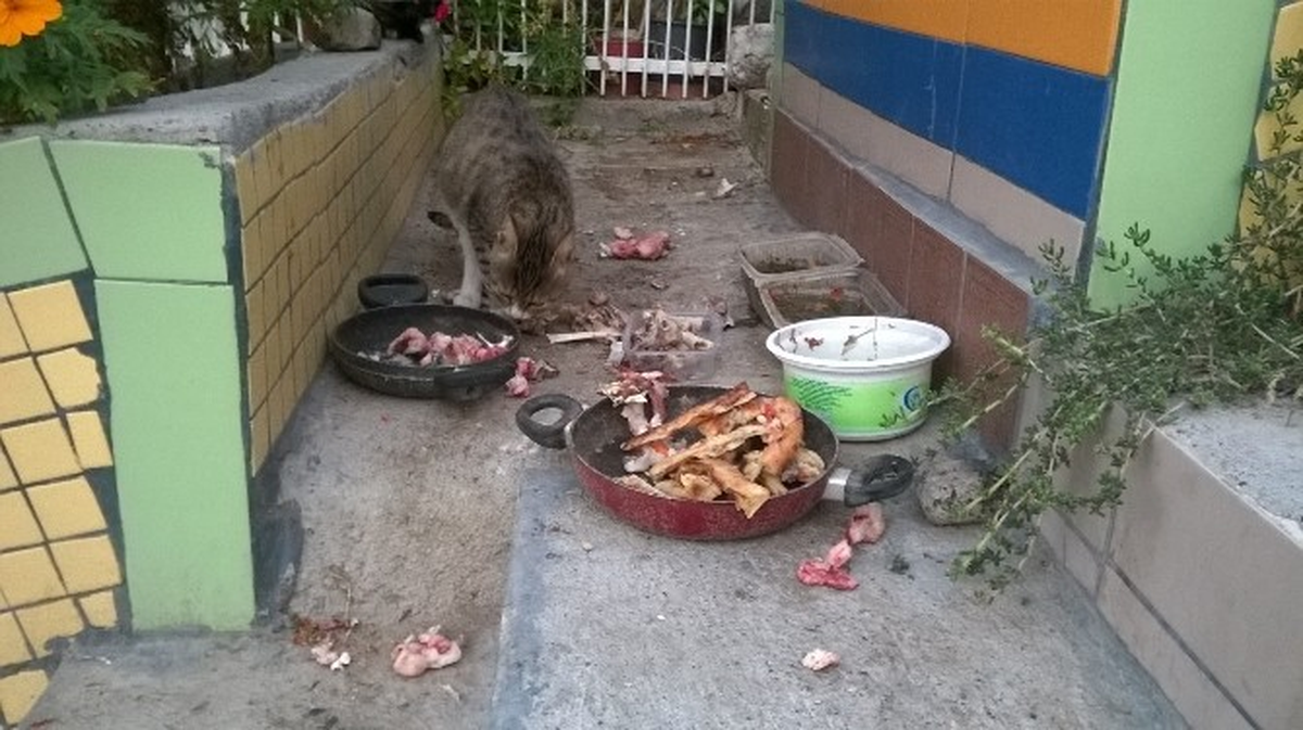 Kurban Bayramı\'nda Hayvanlar da Bayram Yaptı