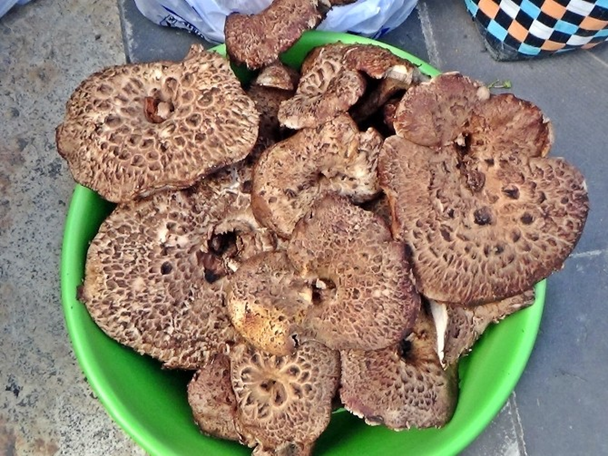Ormandan Topladığı Mantarları Satarak Geçimini Sağlıyor