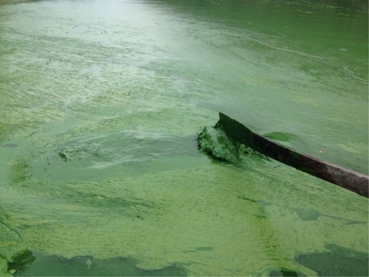 Ayvacık\'ta Baraj Göllerinde Yeşil Alg Kirliliği