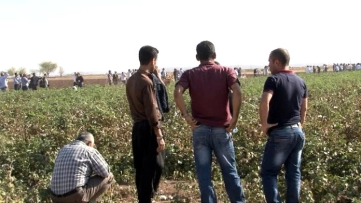 Kobani\'deki Çatışmaları Pamuk Tarlasında İzliyorlar