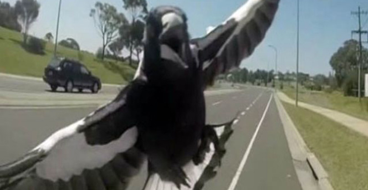 Avustralya'da Kızgın Kuş, Sürücüye Yolu Dar Etti