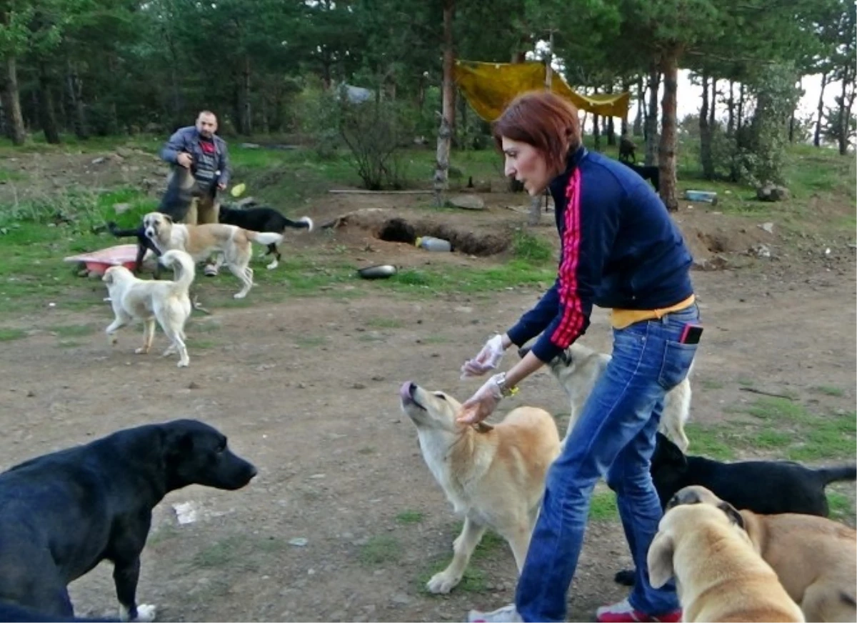 Hayvansever Kadın 200 Köpeğe Bakıyor