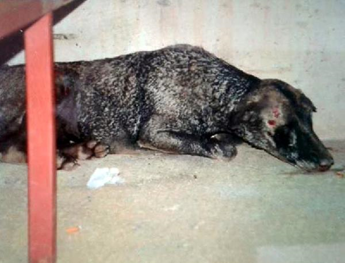 Mahkum Cezaevinde Çöp Karıştıran Köpeği Yaktı