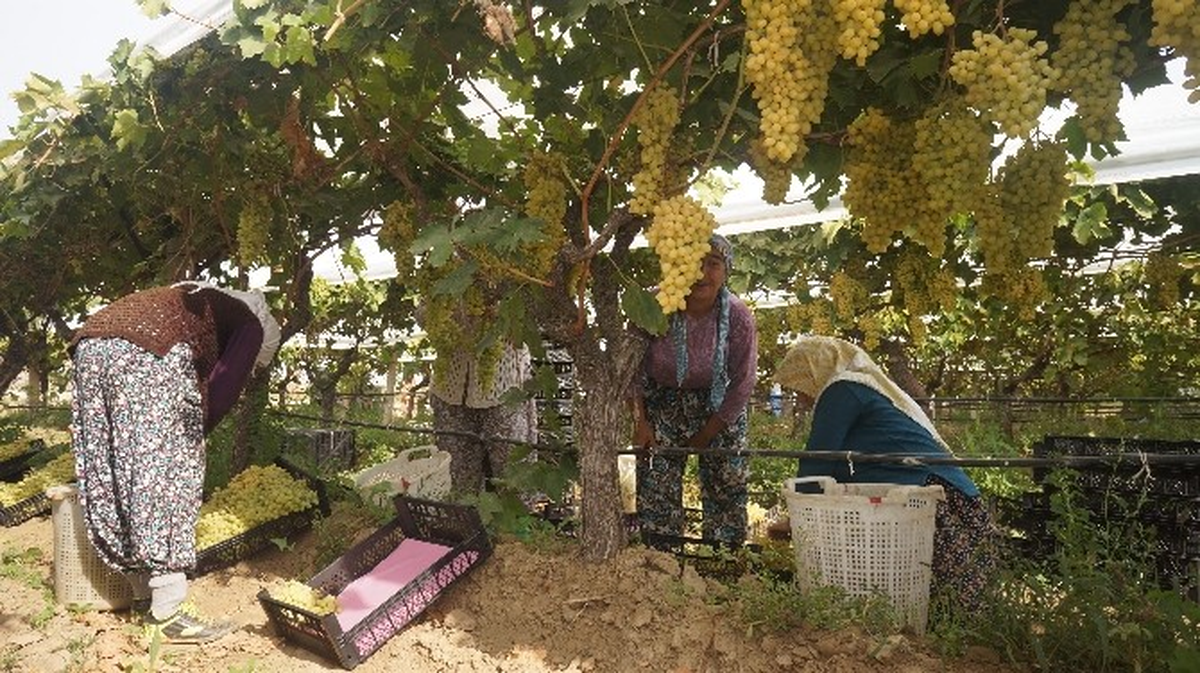 Sarıgöllü Üretici Üzümünü Yüksek Fiyat İçin Bekletiyor