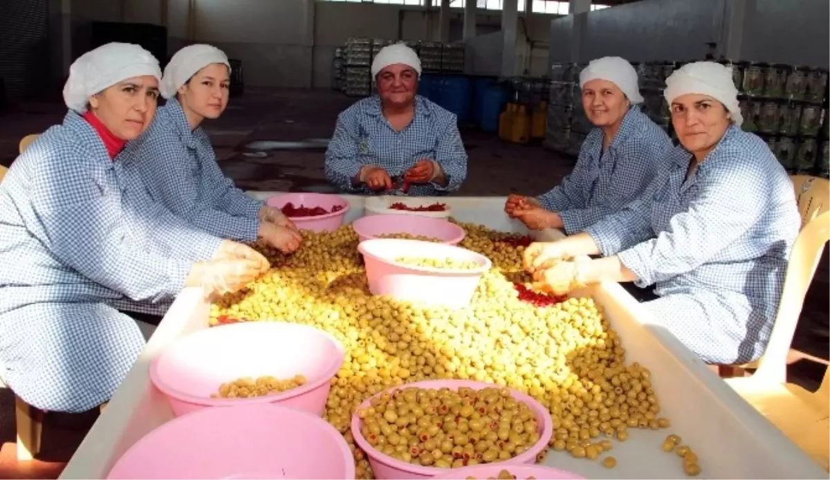 Sofralık Zeytin İhracatı Yüz Güldürdü